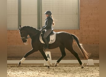 Westfaliano, Caballo castrado, 3 años, 165 cm, Musgo