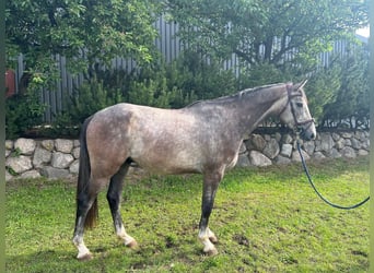 Westfaliano, Caballo castrado, 3 años, 165 cm, Tordo rodado