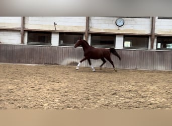 Westfaliano, Caballo castrado, 3 años, 166 cm, Alazán-tostado