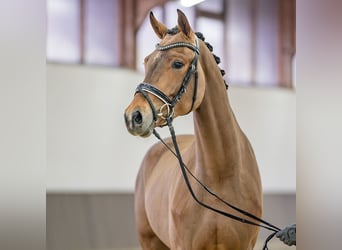 Westfaliano, Caballo castrado, 3 años, 166 cm, Castaño