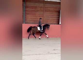 Westfaliano, Caballo castrado, 3 años, 166 cm, Castaño oscuro