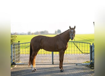 Westfaliano, Caballo castrado, 3 años, 167 cm, Alazán