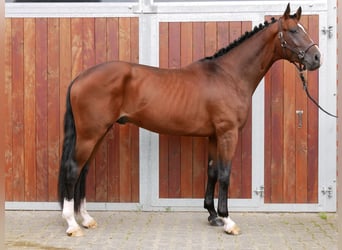 Westfaliano, Caballo castrado, 3 años, 167 cm