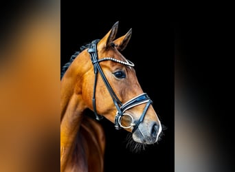 Westfaliano, Caballo castrado, 3 años, 167 cm, Castaño