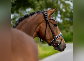 Westfaliano, Caballo castrado, 3 años, 167 cm, Castaño