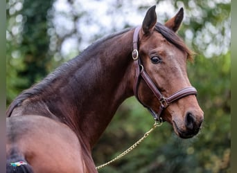 Westfaliano, Caballo castrado, 3 años, 167 cm, Castaño