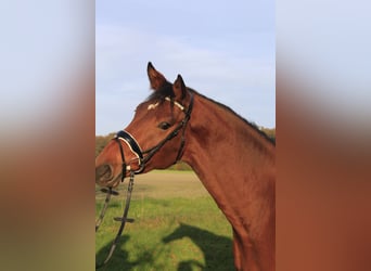 Westfaliano, Caballo castrado, 3 años, 167 cm, Castaño