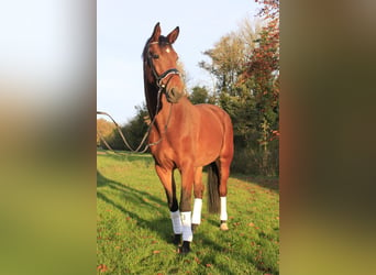 Westfaliano, Caballo castrado, 3 años, 167 cm, Castaño