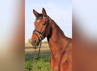 Westfaliano, Caballo castrado, 3 años, 167 cm, Castaño