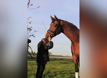 Westfaliano, Caballo castrado, 3 años, 167 cm, Castaño