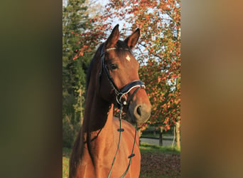 Westfaliano, Caballo castrado, 3 años, 167 cm, Castaño