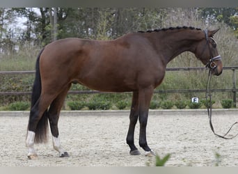 Westfaliano, Caballo castrado, 3 años, 167 cm, Castaño