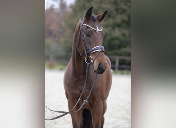 Westfaliano, Caballo castrado, 3 años, 167 cm, Castaño