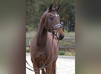 Westfaliano, Caballo castrado, 3 años, 167 cm, Castaño