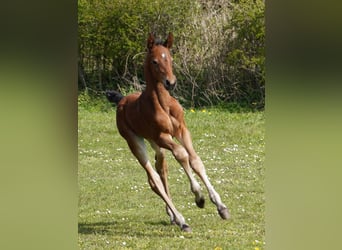 Westfaliano, Caballo castrado, 3 años, 167 cm, Castaño