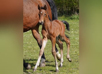 Westfaliano, Caballo castrado, 3 años, 167 cm, Castaño