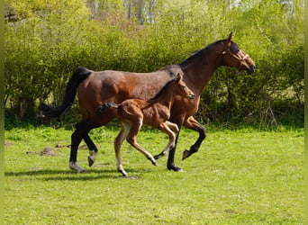 Westfaliano, Caballo castrado, 3 años, 167 cm, Castaño