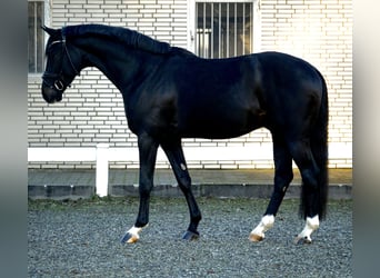 Westfaliano, Caballo castrado, 3 años, 167 cm, Morcillo