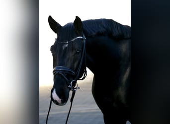 Westfaliano, Caballo castrado, 3 años, 167 cm, Morcillo