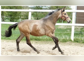 Westfaliano, Caballo castrado, 3 años, 168 cm, Buckskin/Bayo