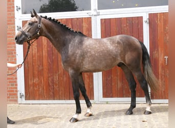 Westfaliano, Caballo castrado, 3 años, 168 cm