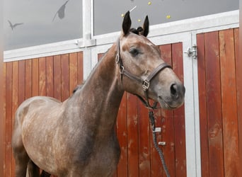 Westfaliano, Caballo castrado, 3 años, 168 cm