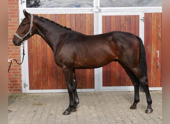 Westfaliano, Caballo castrado, 3 años, 168 cm