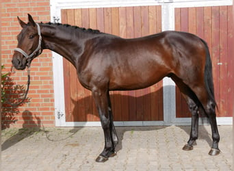 Westfaliano, Caballo castrado, 3 años, 168 cm