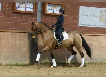 Westfaliano, Caballo castrado, 3 años, 168 cm, Castaño
