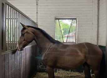 Westfaliano, Caballo castrado, 3 años, 168 cm, Castaño