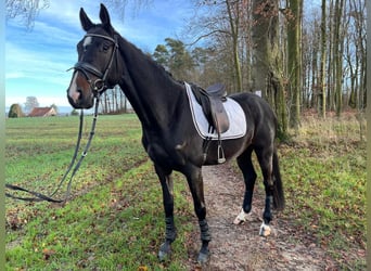 Westfaliano, Caballo castrado, 3 años, 168 cm, Castaño oscuro