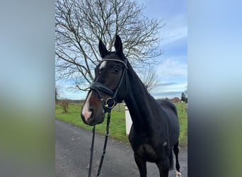 Westfaliano, Caballo castrado, 3 años, 168 cm, Castaño oscuro