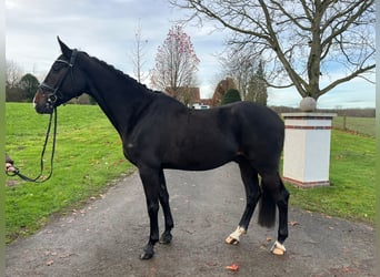 Westfaliano, Caballo castrado, 3 años, 168 cm, Castaño oscuro