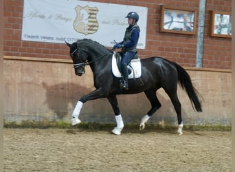 Westfaliano, Caballo castrado, 3 años, 169 cm, Negro Westfaliano, Caballo castrado, 3 años, 169 cm, Negro