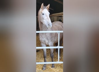 Westfaliano, Caballo castrado, 3 años, 169 cm, Tordo