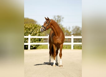 Westfaliano, Caballo castrado, 3 años, 170 cm, Alazán