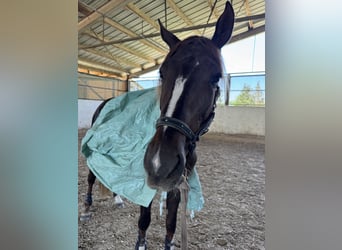 Westfaliano, Caballo castrado, 3 años, 170 cm, Alazán-tostado