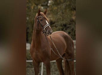 Westfaliano, Caballo castrado, 3 años, 170 cm, Alazán-tostado