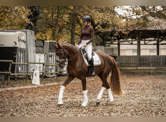 Westfaliano, Caballo castrado, 3 años, 170 cm, Alazán-tostado