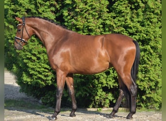 Westfaliano, Caballo castrado, 3 años, 170 cm, Castaño