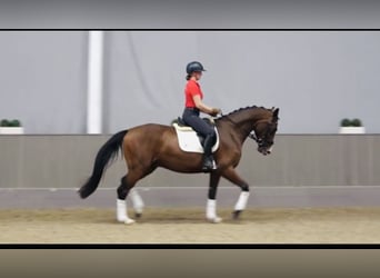 Westfaliano, Caballo castrado, 3 años, 170 cm, Castaño