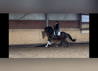 Westfaliano, Caballo castrado, 3 años, 170 cm, Castaño oscuro