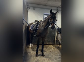 Westfaliano, Caballo castrado, 3 años, 170 cm, Castaño oscuro