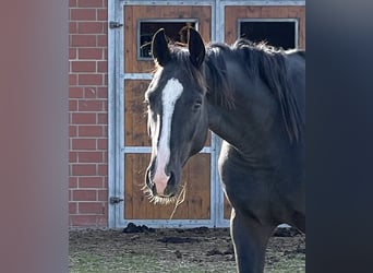 Westfaliano, Caballo castrado, 3 años, 170 cm, Negro