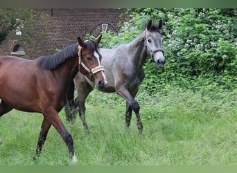 Westfaliano, Caballo castrado, 3 años, 170 cm, Tordo picazo