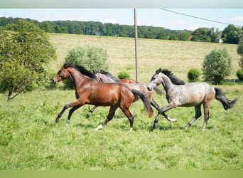 Westfaliano, Caballo castrado, 3 años, 170 cm, Tordo picazo