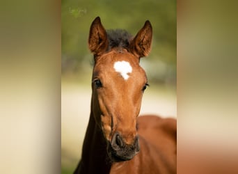 Westfaliano, Caballo castrado, 3 años, 172 cm, Castaño