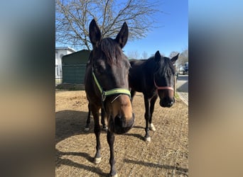 Westfaliano, Caballo castrado, 3 años, 172 cm, Castaño oscuro