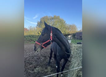 Westfaliano, Caballo castrado, 3 años, 172 cm, Castaño oscuro