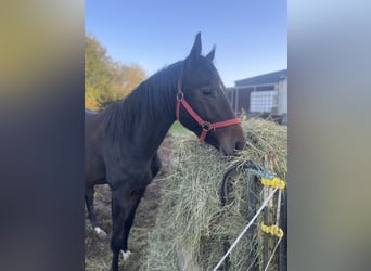 Westfaliano, Caballo castrado, 3 años, 172 cm, Castaño oscuro